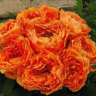 Роза чайно-гибридная Каралуна